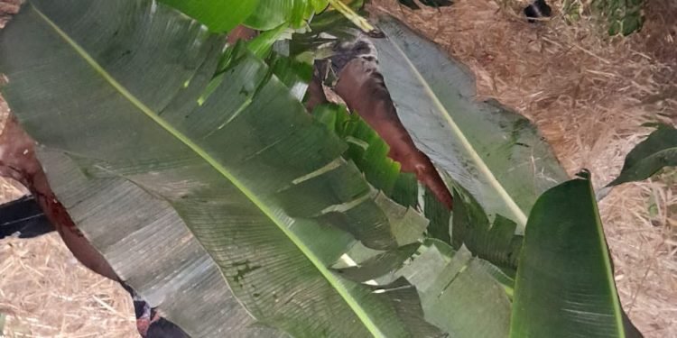 C/R: Four killed in fatal accident at Esuehyia